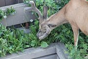 190 - Banff,Lake Louise,Morraine Lake  - IMG_0850